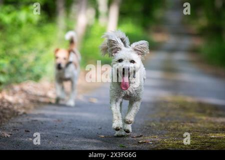 piccolo cane pumi che si diverte all'aperto Foto Stock