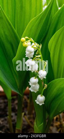 Giglio della valle fiori su sfondo verde. Convallaria majalis. Foto Stock