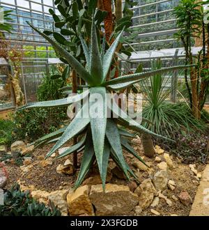 Foglie spinose di aloe ferox (Tap Aloe o Bitter Aloe) che si trovano principalmente in Sud Africa. Foto Stock