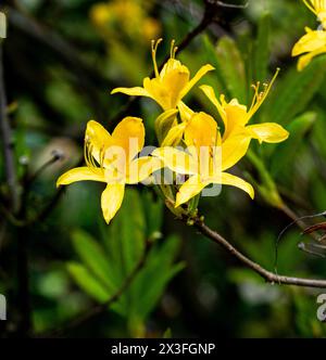 Il giallo dei fiori di azalea sui rami di un albero a fioritura primaverile Foto Stock