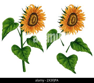 Girasole ad acquerello luminoso, clipart isolato su sfondo bianco. Illustrazione floreale disegnata a mano. Elementi di design per cartoline e biglietti d'auguri Foto Stock