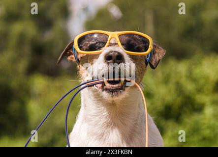 Cane che indossa occhiali da sole che tiene il guinzaglio per andare a fare una passeggiata il giorno d'estate Foto Stock