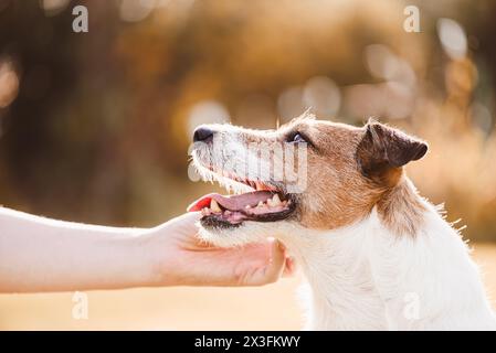 Il proprietario del cane accarezza il suo fedele cane guardandolo indietro con amore e affetto Foto Stock