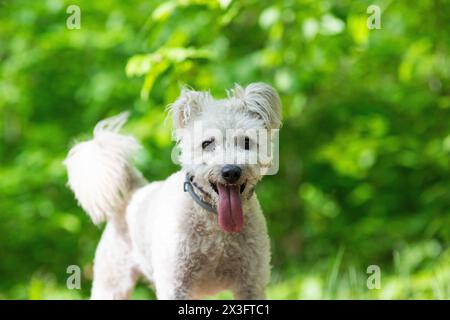 piccolo cane pumi che si diverte all'aperto Foto Stock