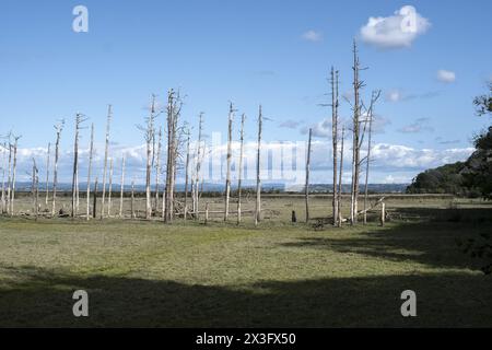 Alberi morti nella palude di Cwm Ivy sul lato nord della penisola di Gower. Un tempo l'area era protetta dal mare, ora è stata restituita alla palude salata Foto Stock