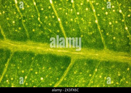 ficus tree leaf sotto il microscopio - microscopio ottico x50 ingrandimento Foto Stock