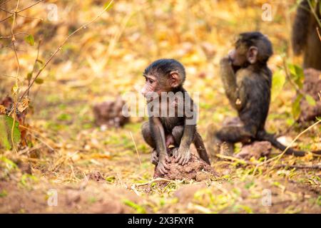 Cuccioli di Baboon che suonano Foto Stock