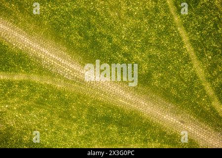 Foglia oro di pothos (Epipremnum aureum) sotto il microscopio - microscopio ottico x50 ingrandimento Foto Stock