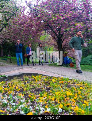 Cankaya, Ankara, Turchia - 20 aprile 2024: Persone che si godono gli alberi di Sakura nella valle di Dikmen in primavera. Foto Stock