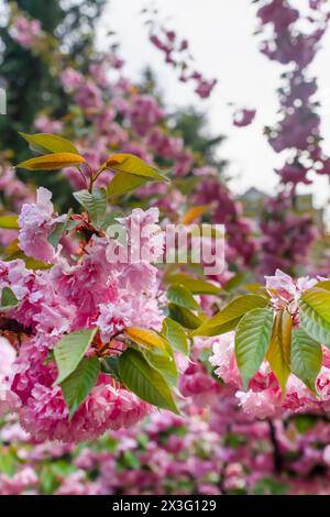 Vista ravvicinata degli alberi di sakura fioriscono nella valle di Dikmen in primavera, Cankaya, Ankara, Turchia Foto Stock