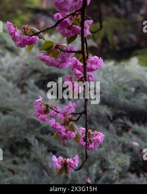 Vista ravvicinata degli alberi di sakura fioriscono nella valle di Dikmen in primavera, Cankaya, Ankara, Turchia Foto Stock