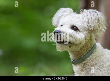 piccolo cane pumi che si diverte all'aperto Foto Stock