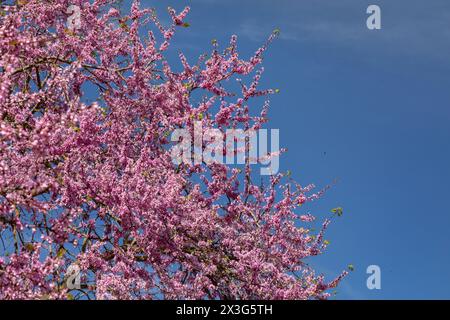 Albero di Giuda con fiori viola, antica Olimpia, Olimpia, Grecia. Foto Stock