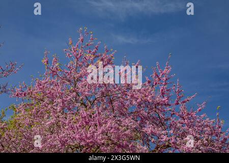 Albero di Giuda con fiori viola, antica Olimpia, Olimpia, Grecia. Foto Stock