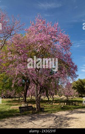 Albero di Giuda con fiori viola, antica Olimpia, Olimpia, Grecia. Foto Stock