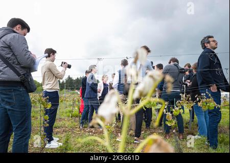 Elezioni europee. Francesco Xavier Bellamy, capo della lista LR per le elezioni europee del 2024, visita la regione di Lot. Visita sul campo per incontrare gli elettori, presso la cantina le Bout du Lieu, e scambiare con i rappresentanti dell'industria vinicola di Cahors, dopo gli episodi di gelo, con Aurelien Pradie, vice LR, e in alta Garonna con Celine Imart e Christophe Gomart. Francia, Saint-Vincent-Rive-d Olt 24 aprile 2024. Fotografia di Patricia Huchot-Boissier / Collectif DyF. Crediti: Patricia Huchot-Boissier / Collectif DyF / Alamy Live News Foto Stock