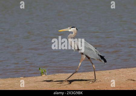 Great Blue Heron, Ardea herodias, camminando lungo il litorale Foto Stock