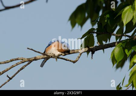 Eastern Bluebird, Sialia sialis, uomo che pulisce il viso e la testa sul ramo Foto Stock