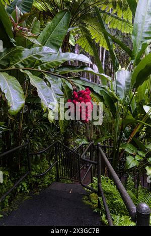 Giardino botanico Hilo a Big Island, Hawaii. Foto Stock