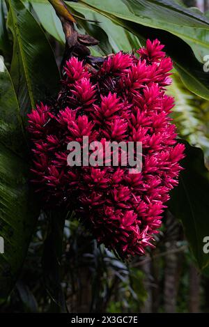 Giardino botanico Hilo a Big Island, Hawaii. Foto Stock