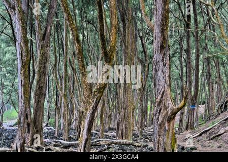 Foresta di pini a Big Island Hawaii. Foto Stock