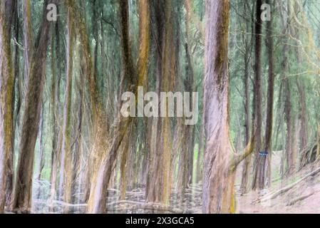 Foresta di pini a Big Island Hawaii. Foto Stock