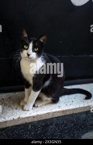 Gatto bianco e nero seduto su un gradino della porta, guardando la telecamera. Foto Stock