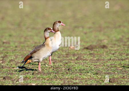 Oca egiziana (Alopochen aegyptiaca), due uccelli adulti, coppia, Wesel, basso Reno, Renania settentrionale-Vestfalia, Germania Foto Stock