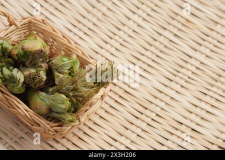 Cestino di gemme commestibili foraggiate fresche di angelica giapponese, Aralia elata Foto Stock