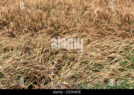 immagine ad alta risoluzione con un campo di grano dorato e rigoglioso pronto per il raccolto. Perfetto per progetti relativi all'agricoltura, all'agricoltura, ai paesaggi naturali, Foto Stock