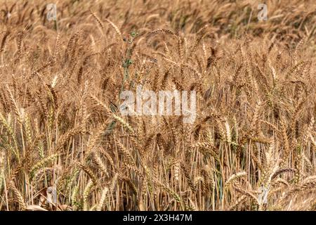 immagine ad alta risoluzione con un campo di grano dorato e rigoglioso pronto per il raccolto. Perfetto per progetti relativi all'agricoltura, all'agricoltura, ai paesaggi naturali, Foto Stock