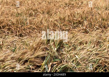 immagine ad alta risoluzione con un campo di grano dorato e rigoglioso pronto per il raccolto. Perfetto per progetti relativi all'agricoltura, all'agricoltura, ai paesaggi naturali, Foto Stock