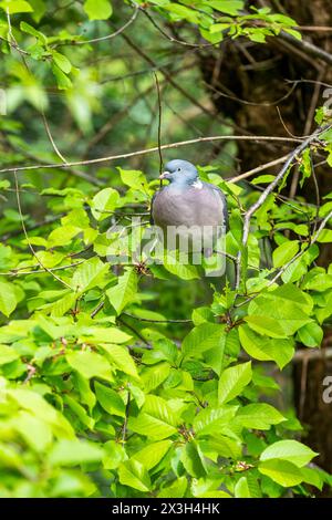 Piccione di legno seduto su un albero con nuove foglie primaverili. Slimbridge Foto Stock