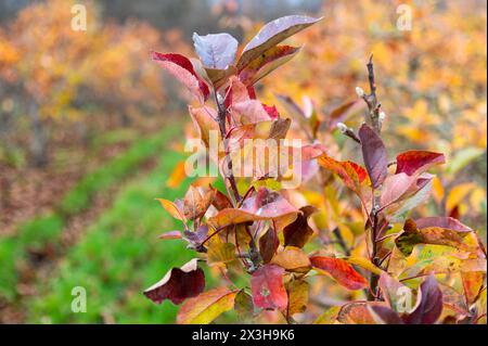 Mele e pere in autunno in un frutteto inglese Foto Stock