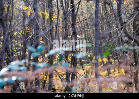 Bosco denso con una messa a fuoco morbida e un po' di colore autunnale, East Sussex, Inghilterra Foto Stock