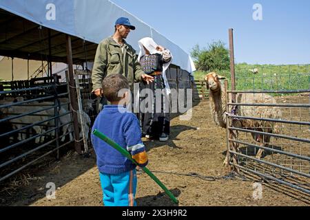 Donna beduina vicino alla penna delle pecore Foto Stock