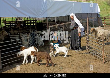 Pastore beduino con un gregge di pecore nel Negev Israele Foto Stock