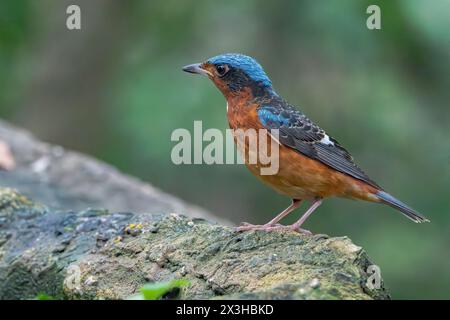 Mughetto di roccia dalla gola bianca, Monticola gularis, maschio adulto singolo arroccato a terra, Wat Thom, Thailandia Foto Stock