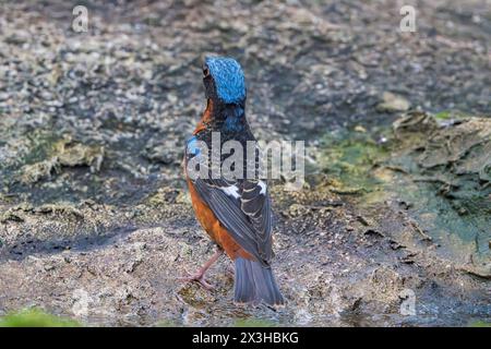 Mughetto di roccia dalla gola bianca, Monticola gularis, maschio adulto singolo arroccato a terra, Wat Thom, Thailandia Foto Stock