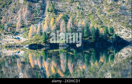 Abeti verdi e larici color oro si riflettono nelle acque calme del lago Cavloc nelle Alpi svizzere. Foto Stock