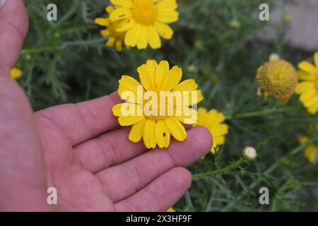 Mano che tiene un fiore giallo sulla foglia verde. Regolare l'immagine con l'applicazione. Foto Stock