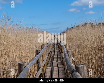 Il sentiero in legno, che si snoda tra i lussureggianti letti di canne di Kanieris, offre un tranquillo passaggio nella bellezza selvaggia della Lettonia Foto Stock