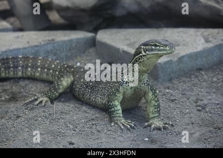 Il goanna di sabbia (Varanus gouldii), noto anche come monitor di Gould, goanna di cavallo da corsa. Specie di grande lucertola australiana a Varanidae. Foto Stock