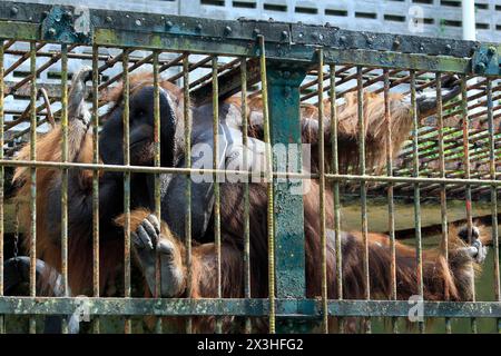 Il vecchio orangutan (pongo pygmaeus) è in cattive condizioni dietro la gabbia di ferro dello zoo di Gembira Loka. Foto Stock