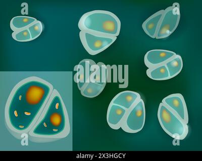 Struttura dei condrociti. cellule nella cartilagine sana. Illustrazione Vettoriale