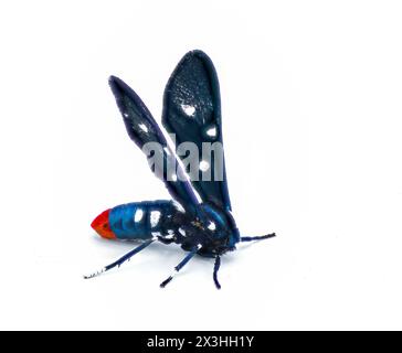 Il colorato Oleander Moth, noto anche come Polka dot Wasp Moth o zio Sam Moth- Syntomeida epilais per adulti, forma isolata su sfondo bianco lato V Foto Stock