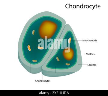 Struttura dei condrociti. cellule nella cartilagine sana. Illustrazione Vettoriale