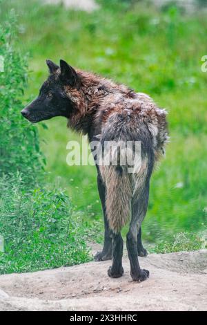 Lupo dell'Alaska interno, (Canis lupus pambasileus), che guarda di lato Foto Stock