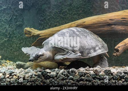 Tartaruga dal naso di maiale (Carettochelys insculpta), che nuota nel fondo del fiume Foto Stock