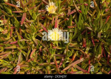 Fuoco selettivo del fiore giallo Lampranthus spectabilis. Vista dall'alto. Foto Stock